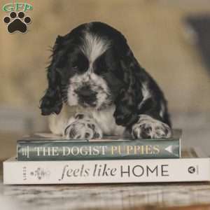 Murphy, Cocker Spaniel Puppy