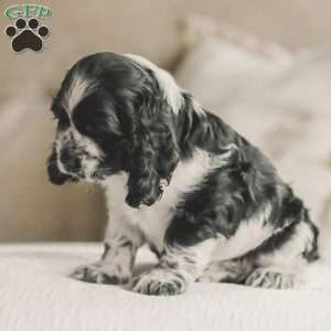 Murphy, Cocker Spaniel Puppy