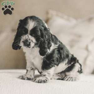 Murphy, Cocker Spaniel Puppy