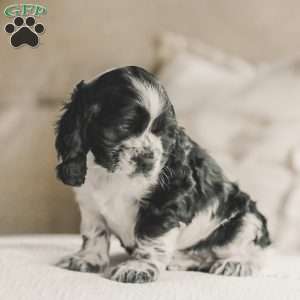 Murphy, Cocker Spaniel Puppy
