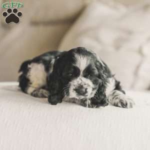 Murphy, Cocker Spaniel Puppy