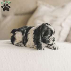 Murphy, Cocker Spaniel Puppy