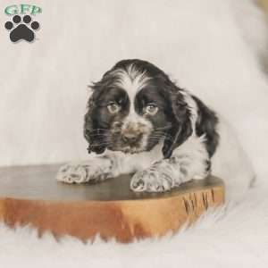 Miles, Cocker Spaniel Puppy