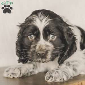 Miles, Cocker Spaniel Puppy