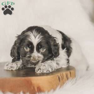 Miles, Cocker Spaniel Puppy