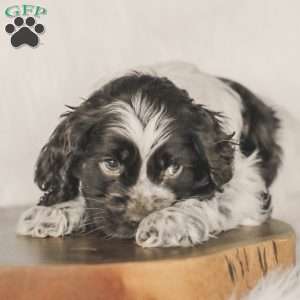 Miles, Cocker Spaniel Puppy