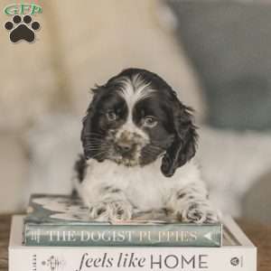 Miles, Cocker Spaniel Puppy