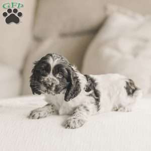 Miles, Cocker Spaniel Puppy