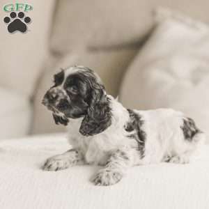 Miles, Cocker Spaniel Puppy