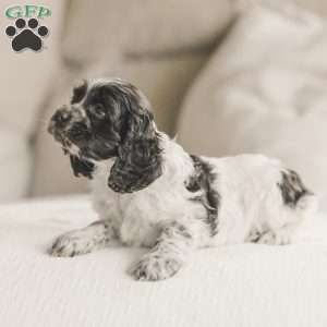 Miles, Cocker Spaniel Puppy