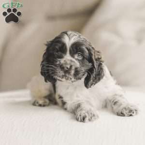 Miles, Cocker Spaniel Puppy