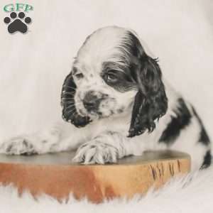 Mo, Cocker Spaniel Puppy