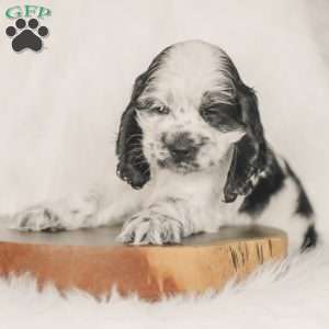 Mo, Cocker Spaniel Puppy