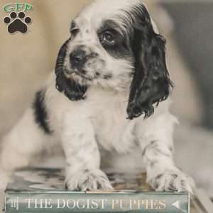 Mo, Cocker Spaniel Puppy