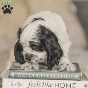 Mo, Cocker Spaniel Puppy