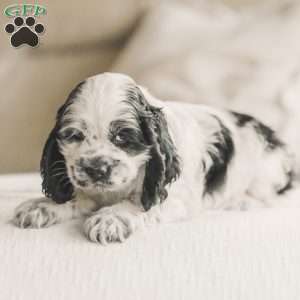 Mo, Cocker Spaniel Puppy