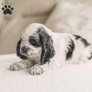 Mo, Cocker Spaniel Puppy