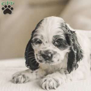 Mo, Cocker Spaniel Puppy