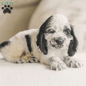 Mo, Cocker Spaniel Puppy