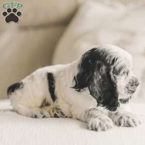 Mo, Cocker Spaniel Puppy