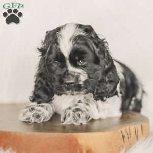 Mona, Cocker Spaniel Puppy