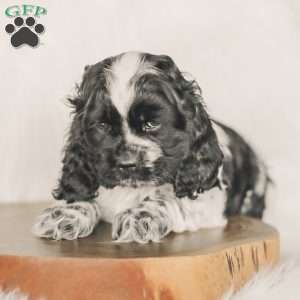 Mona, Cocker Spaniel Puppy