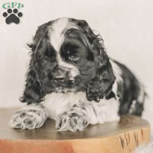 Mona, Cocker Spaniel Puppy