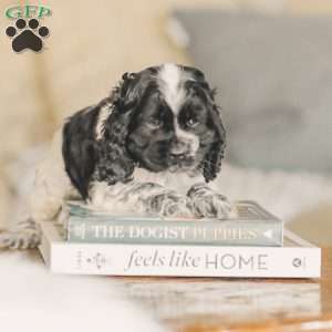 Mona, Cocker Spaniel Puppy