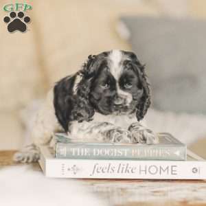 Mona, Cocker Spaniel Puppy