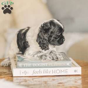 Mona, Cocker Spaniel Puppy