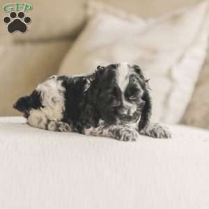 Mona, Cocker Spaniel Puppy