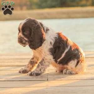 Milo, Cocker Spaniel Puppy