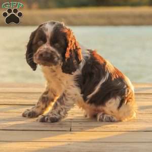 Milo, Cocker Spaniel Puppy