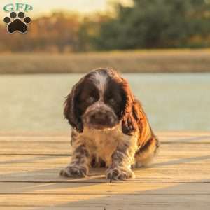 Milo, Cocker Spaniel Puppy