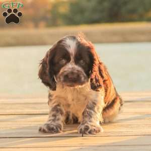 Milo, Cocker Spaniel Puppy