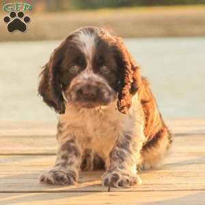 Milo, Cocker Spaniel Puppy