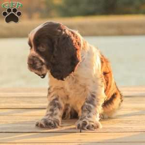Milo, Cocker Spaniel Puppy