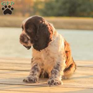 Milo, Cocker Spaniel Puppy