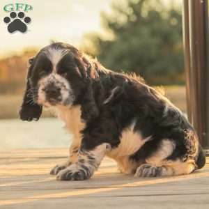 Murphy, Cocker Spaniel Puppy