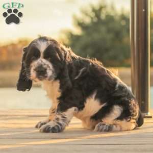 Murphy, Cocker Spaniel Puppy