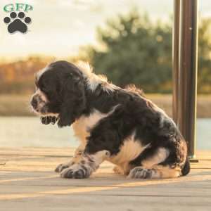 Murphy, Cocker Spaniel Puppy