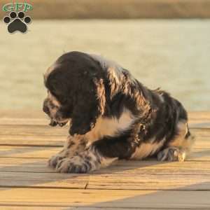 Murphy, Cocker Spaniel Puppy