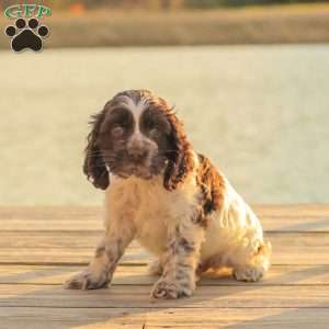 Miles, Cocker Spaniel Puppy