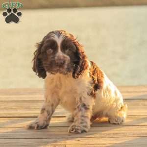 Miles, Cocker Spaniel Puppy