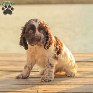 Miles, Cocker Spaniel Puppy