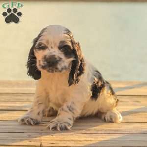 Mo, Cocker Spaniel Puppy