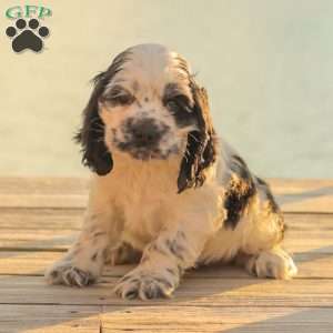 Mo, Cocker Spaniel Puppy