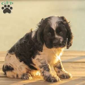 Mona, Cocker Spaniel Puppy