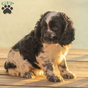 Mona, Cocker Spaniel Puppy