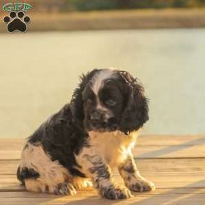 Mona, Cocker Spaniel Puppy